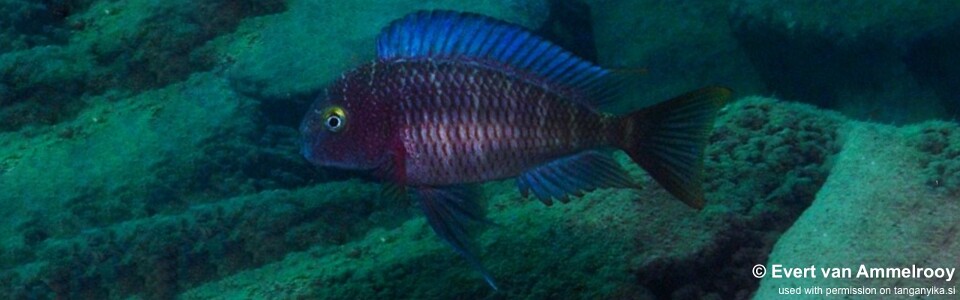 Tropheus moorii 'Lufubu South'<br><font color=gray>Blue Rainbow</font>